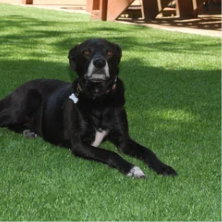 Black dog resting on a pet-friendly Flagstaff artificial turf backyard lawn