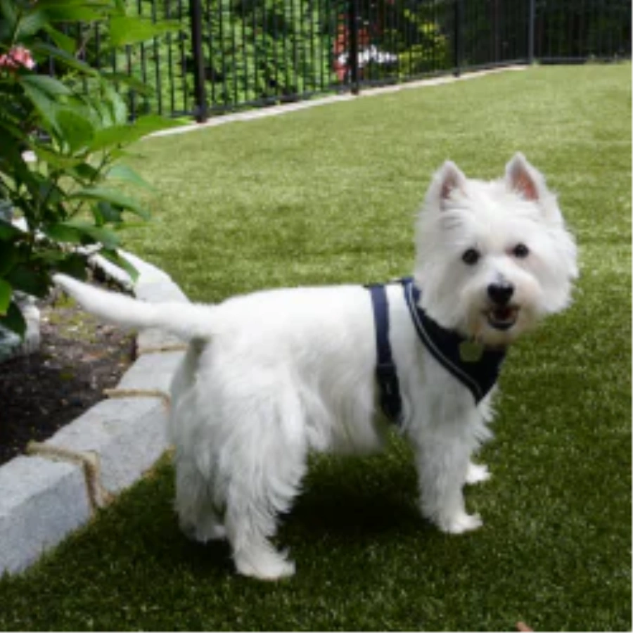 Pet Turf for Apartment Complexes and Dog Parks in Flagstaff