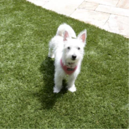 Picking the Ideal Turf for Your Dog