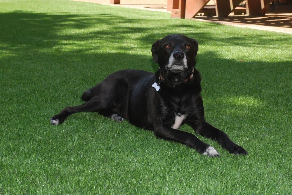 Black dog resting on a pet-friendly Flagstaff artificial turf backyard lawn