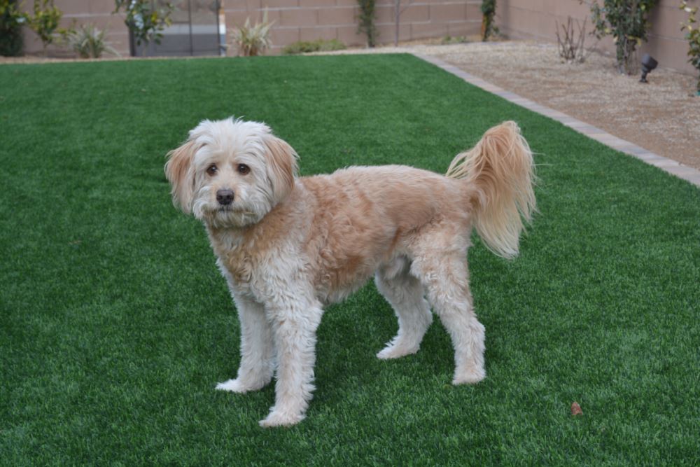 Flagstaff artificial grass landscaping