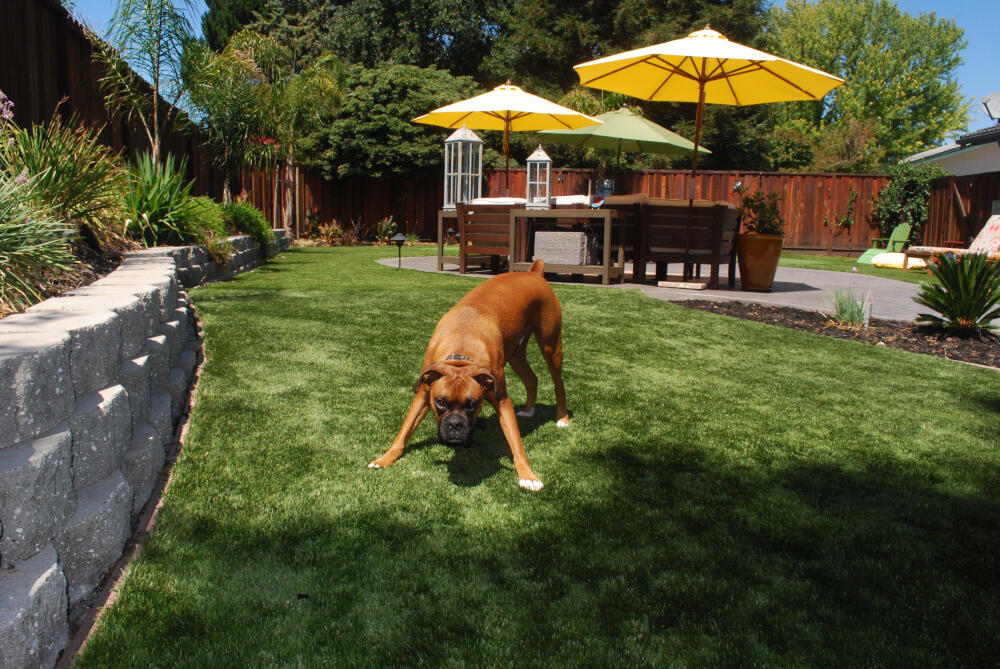Flagstaff pet turf